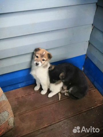 Два щенка ищут новый дом купить на Зозу.ру - фотография № 4