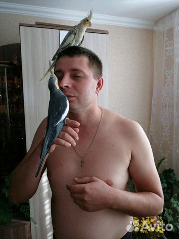 Попугаи карела купить на Зозу.ру - фотография № 3