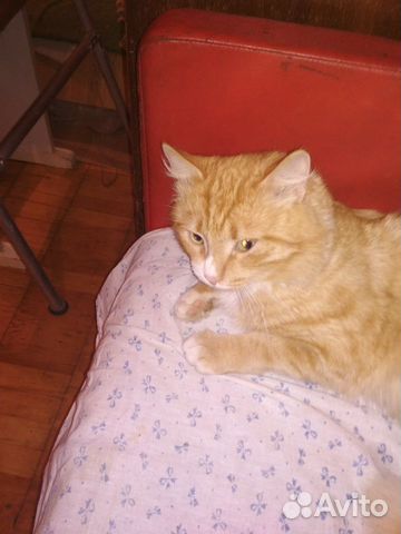 Ищем хозяев котик лис