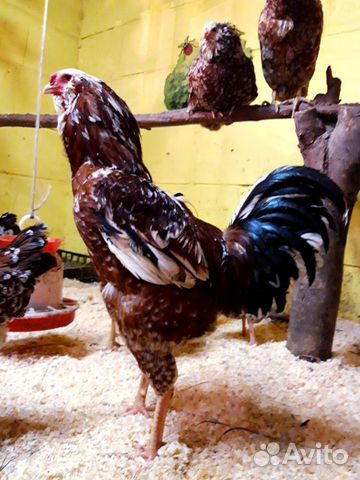 Орловские ситцевые цыплята и яйцо купить на Зозу.ру - фотография № 1