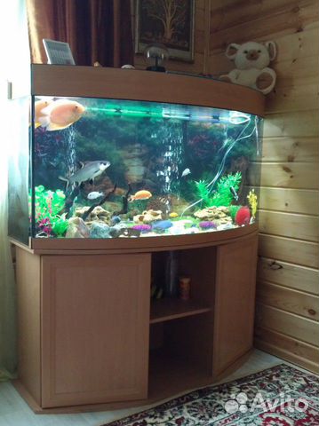 Продам аквариум на 350л купить на Зозу.ру - фотография № 8