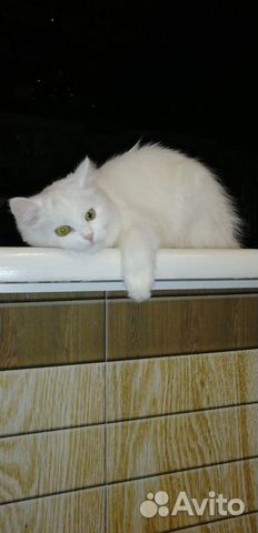 Ищу пушистого кота для вязки купить на Зозу.ру - фотография № 2