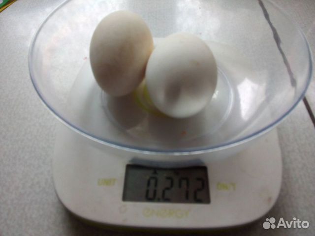 Инкубационное яйцо гуся "Шадринский" купить на Зозу.ру - фотография № 1