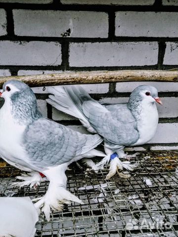 Продаются голуби купить на Зозу.ру - фотография № 3