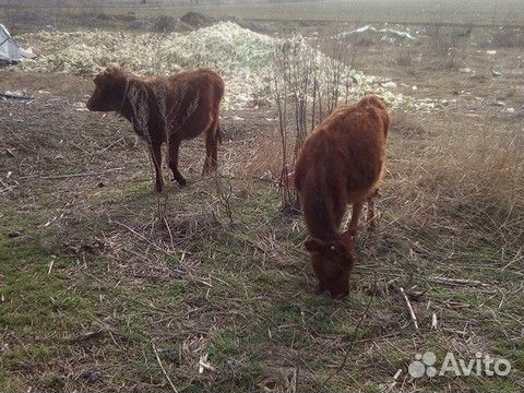 Корова и две тёлки купить на Зозу.ру - фотография № 4