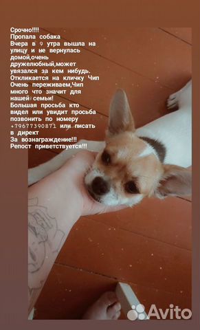 Пропала собака купить на Зозу.ру - фотография № 1