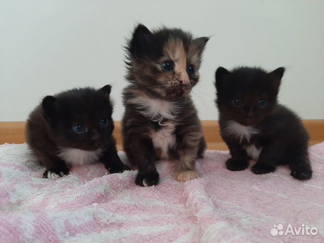 Три милых котёнка ищут любящих хозяев купить на Зозу.ру - фотография № 1