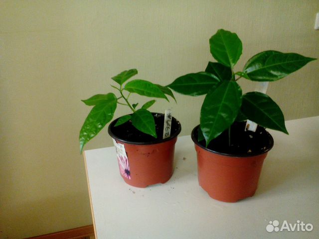 Комнатные Комнатные