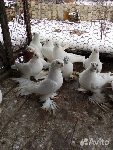 Продаю породистых голубей оптом всех купить на Зозу.ру - фотография № 6