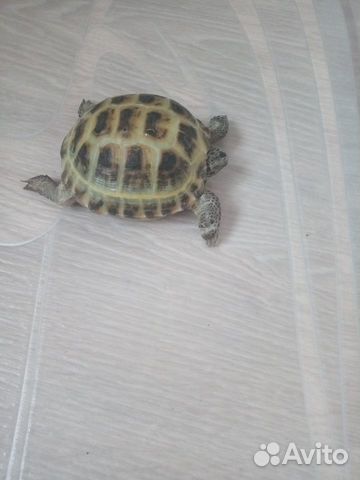 Черепаха купить на Зозу.ру - фотография № 3