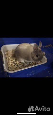 Карликовый сиамский кролик купить на Зозу.ру - фотография № 3