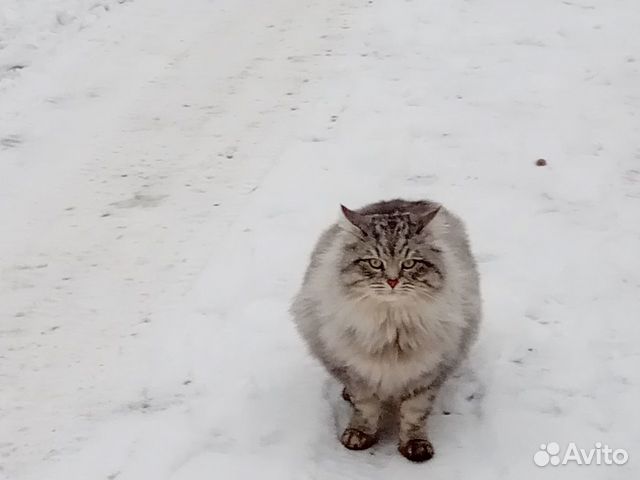 Сибирский кот - 6 лет купить на Зозу.ру - фотография № 2