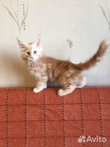 Котята мейн-кун