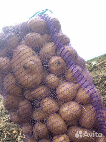 Ячмень, кукурузу, пшеницу, семена картофеля Мадели купить на Зозу.ру - фотография № 4