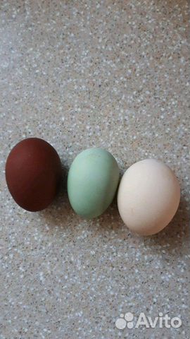 Яйца пушкинской породы. Яйцо Легбара. Цвет яйца Пушкинской породы. Яйца по пушкински. Купить яйца Маранов для инкубатора Серпухове.