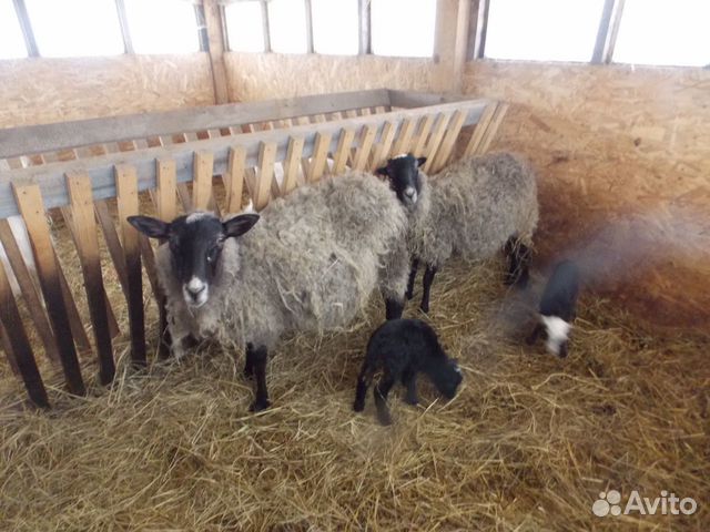 Продам романовскую овцу с ягнятами купить на Зозу.ру - фотография № 1