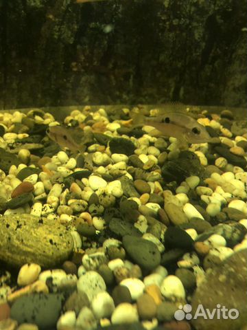 Рыбка аквариумная, Цихлазома Элиота. Цихлиды купить на Зозу.ру - фотография № 4