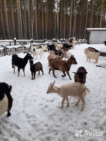 Козы,козочки,козлы,козлики купить на Зозу.ру - фотография № 6