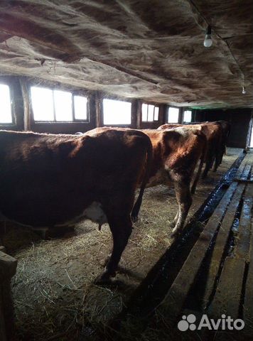 Коровы и нетели купить на Зозу.ру - фотография № 2