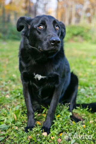Одинокий приютский пес Арчи хочет найти хозяев купить на Зозу.ру - фотография № 2