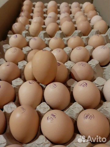 Инкубационное яйцо из Европы купить на Зозу.ру - фотография № 1