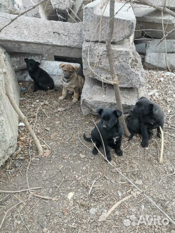 Ищем дом для малышей щенят купить на Зозу.ру - фотография № 4