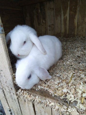 Карликовый кролики купить на Зозу.ру - фотография № 4