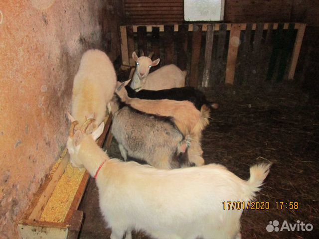 Корова-нетель,козы зааненские купить на Зозу.ру - фотография № 3