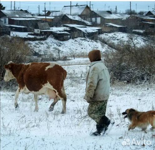 Корова дойная айширской породы1 купить на Зозу.ру - фотография № 1