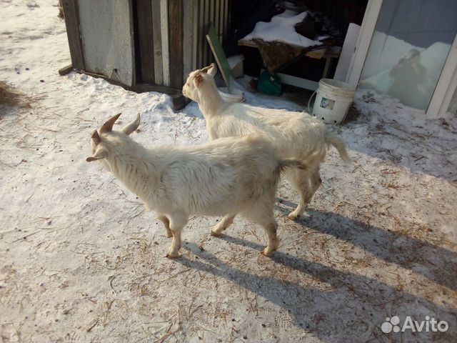 Хряк молодой, чушечку, и двух козла и козу купить на Зозу.ру - фотография № 2
