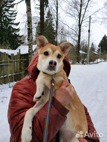 Собака щенок купить на Зозу.ру - фотография № 3