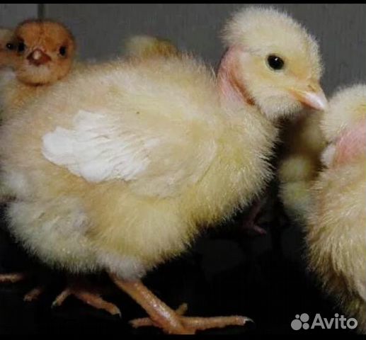 Цыплята голошейки купить на Зозу.ру - фотография № 6