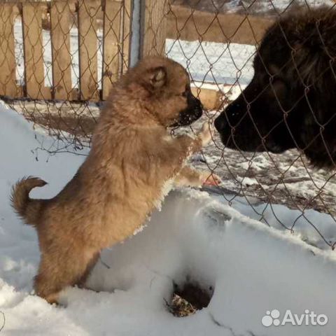 Фото Щенки Овчарка Рыжие