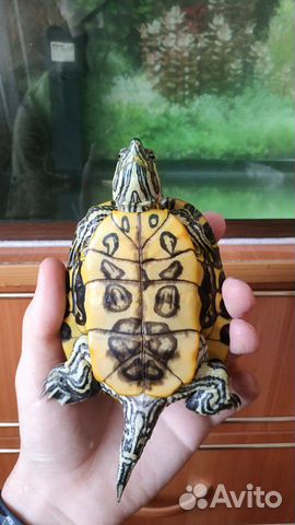 Черепахи с аквариумом купить на Зозу.ру - фотография № 5