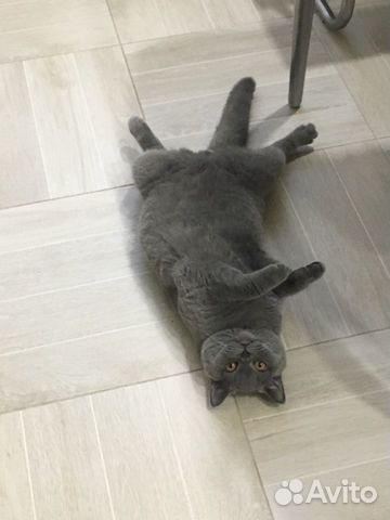 Британец на вязку