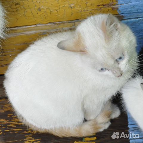 Котик купить на Зозу.ру - фотография № 5