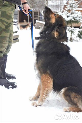 Собака Мишка ищет дом Собака Мишка ищет дом