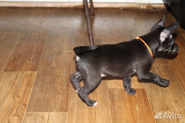 Ксолоицкуинтли, мексиканская собака купить на Зозу.ру - фотография № 2