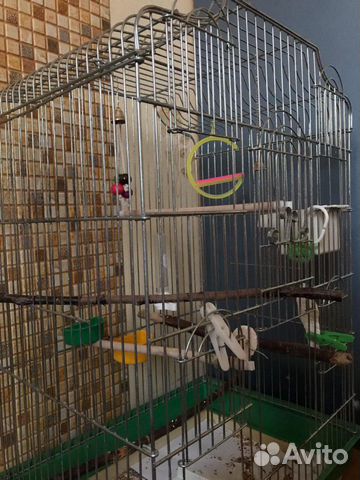 Пара волнтстых попугаев купить на Зозу.ру - фотография № 2