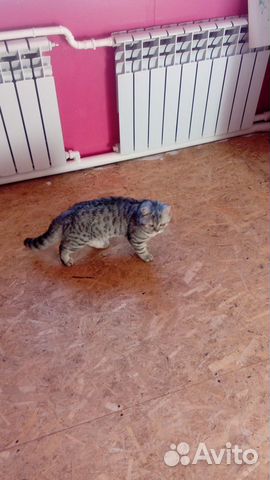 Шотландский прямоухий кот купить на Зозу.ру - фотография № 8