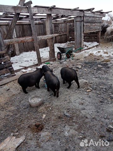Смесь кармала и вьетнамской свинки купить на Зозу.ру - фотография № 2