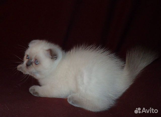 Клубные котята "золотых" окрасов купить на Зозу.ру - фотография № 3