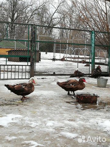 Мускусные утки купить на Зозу.ру - фотография № 1