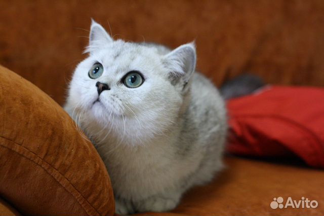 Британская серебристая кошечка Британская серебристая кошечка