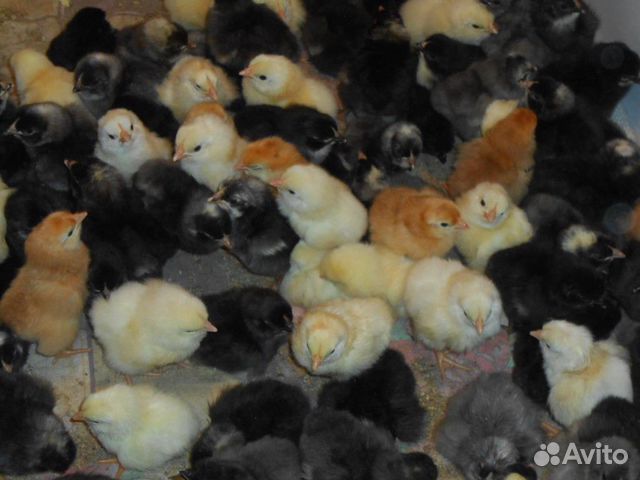 Цыплята, куры, утки купить на Зозу.ру - фотография № 1