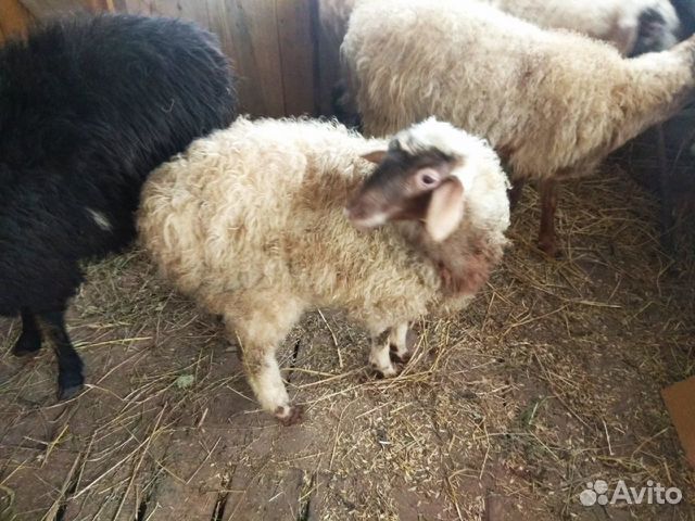 Овцы и ягнята эдильбаевской породы, курдючные купить на Зозу.ру - фотография № 3