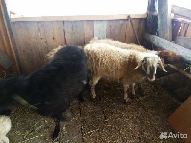 Овцы и ягнята эдильбаевской породы, курдючные купить на Зозу.ру - фотография № 5