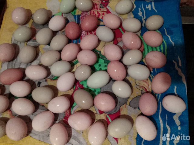 Инкубационное яйцо домашних курочек купить на Зозу.ру - фотография № 3