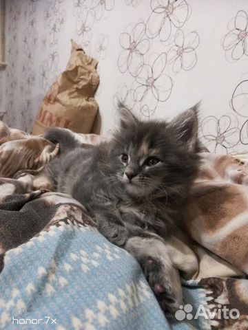 Котёнок Мейн-куна купить на Зозу.ру - фотография № 5