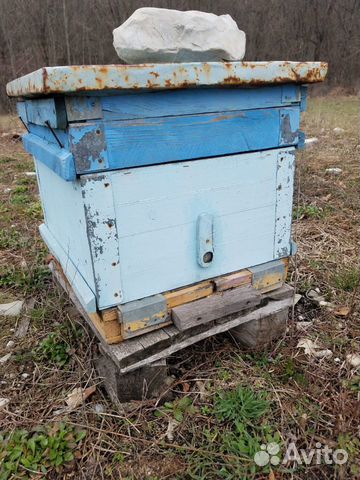 Пчёлы, улики купить на Зозу.ру - фотография № 3